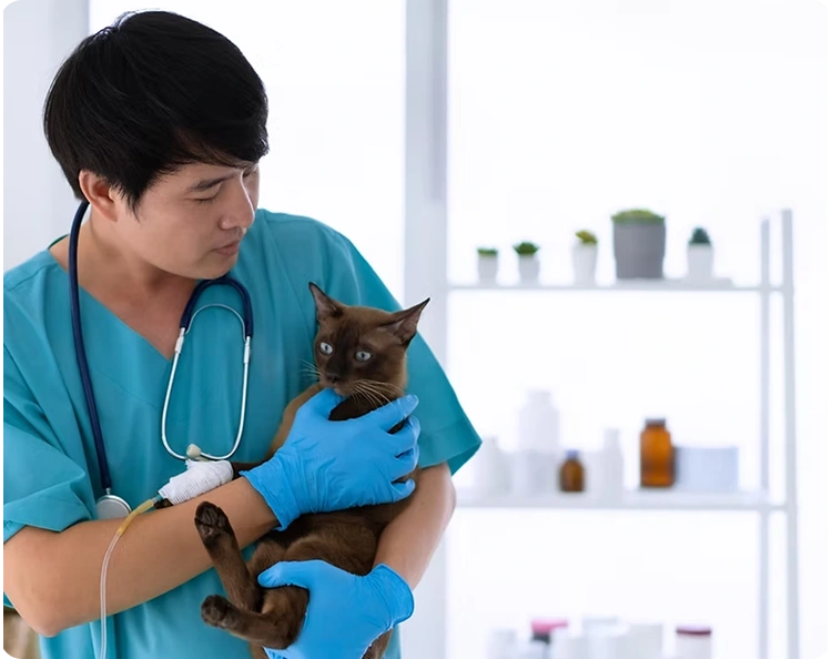 Acompanhamento Veterinário