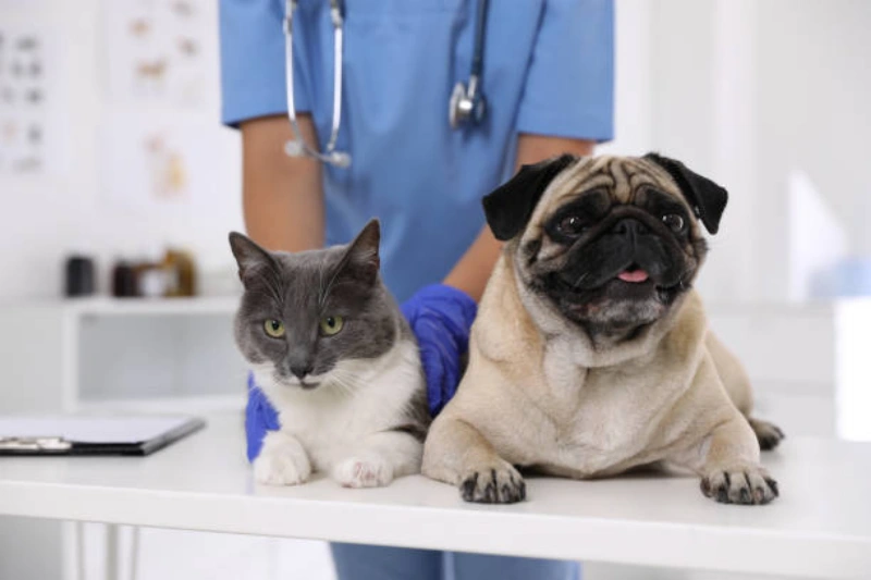 Consulta com veterinário neurologista