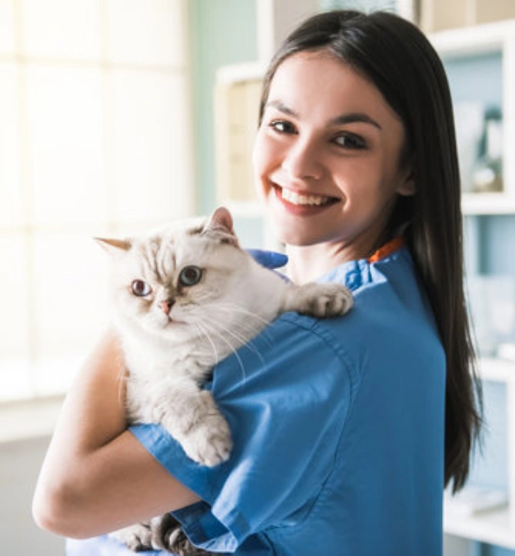 Exame veterinário para gatos