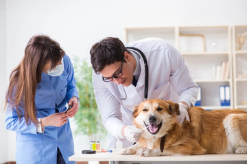 Laboratório veterinário para cães