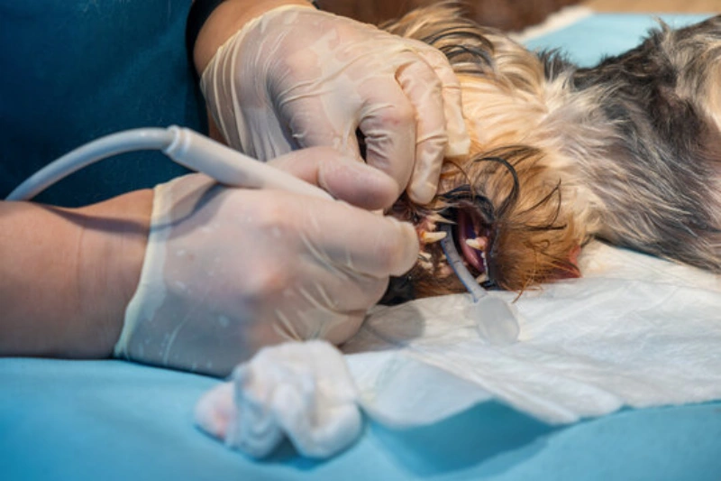 Limpeza de dente cachorro em Hortolândia