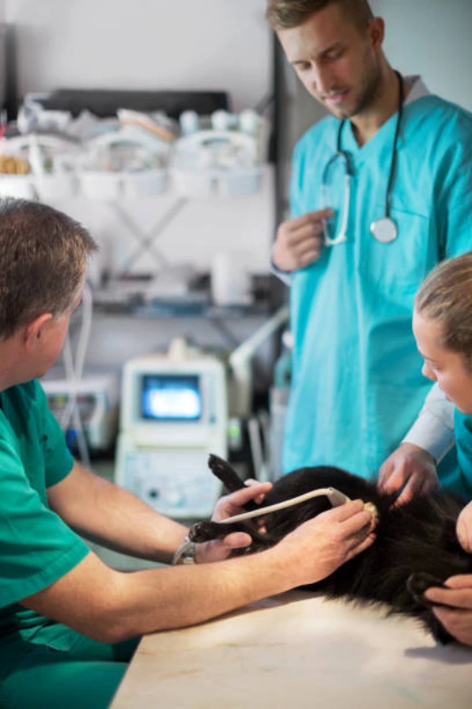 Ultrassom veterinário valor